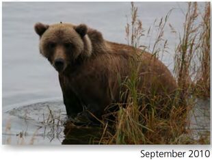 171 September 2010 NPS photo 2015 Bears of Brooks River book page 31