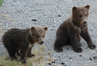 171's 2 spring cubs on July 2, 2019 at 22:29 photograph by Truman Everts