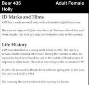 435 Holly ID Marks & Hints; Life History