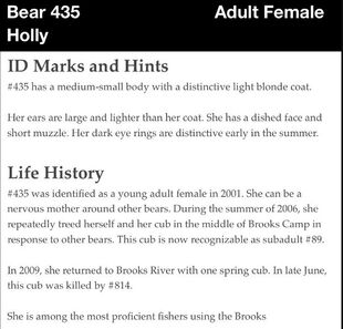 435 Holly's information from the 2012 Brown Bears of Brooks Camp iBook