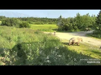 435_Holly_and_Jolly_chasing_subs_Explore.org_07.17.21