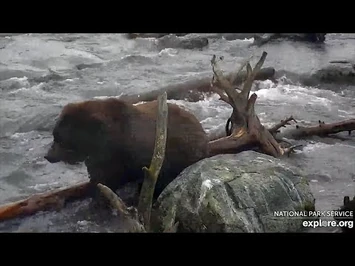 19_Oct_2020-_344_in_the_Riffles_(explore.org)