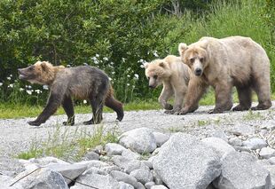 435 Holly and yearlings July 6, 2018 photo by Truman Everts