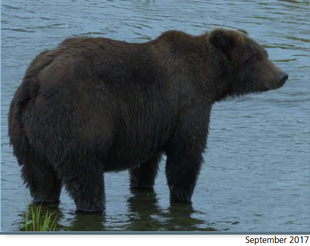 504 September 2017 photo 2018 Bears of Brooks River book page 56.