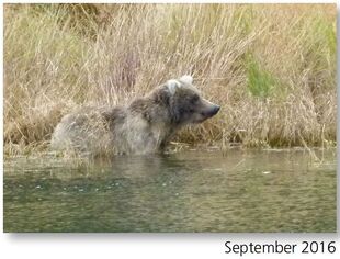 717 September 2016 NPS photo 2017 Bears of Brooks River book page 35