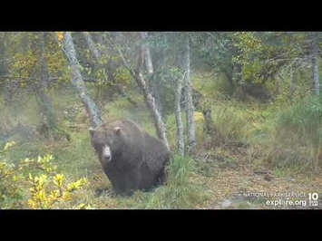 856_finds_good_scratching_post_RF_21Sep2022_explore.org