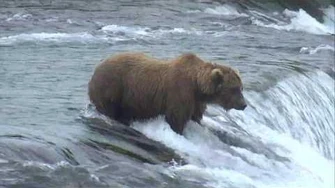 Bear_Cam_-_Brooks_Falls_Cam_07-15-2017_09_00_07_-_09_59_58