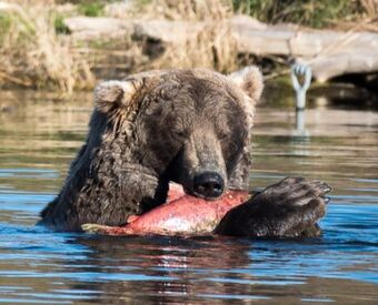 480 Otis Katmai Bearcams Wiki Fandom 480 otis's victory is notable for his age.