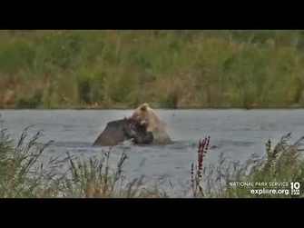 "435_Jr-Jolly"_and_?_playing_River_Watch_cam_Explore.org_8-8-2022