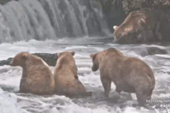 128 Grazer and her 2 yearlings August 16, 2021 gif by LunaCre