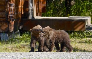 171's 2 spring cubs in Tuckerville on July 3, 2019 at 10:40 photograph by Truman Everts. Truman shared this information about this photo: "Brooks Camp - You Are There, Part 101: There's a living area for lodge employees (I believe locals call it 'Tuckerville') and occasionally sows will hang out there...presumably because there's perceived safety. On this day the bear tech had a tough time convincing the sow to move her cubs away."