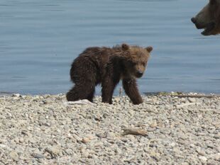 1 of 171's 2 spring cubs July 5, 2019 photo by BearTreeHugr