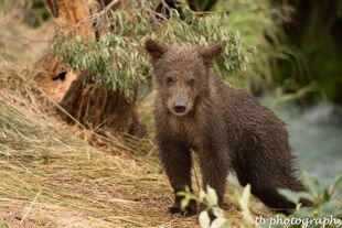 1 of 402's 4 spring cubs July 2015 photo by ©Theresa Bielawski