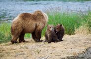 39 with 2 spring cubs July 9, 2019 photo by NWBearLove92