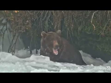 503_Shows_Up_for_the_Evening_Shift_-_September_25,_2022_(explore.org)