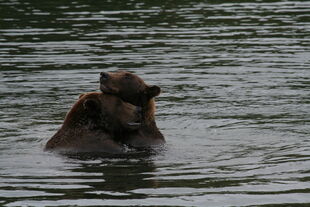 879 and 469 "Digger" / "Patches" having a play fight on September 3, 2010 NPS photo