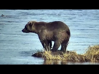 18_Oct_2021-_129_Digs_Around_the_Small_LR_Island_(explore.org)-2