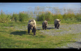 171 with 2 remaining yearlings September 11, 2017 snapshot by Bookmom