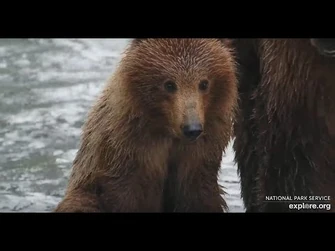402_and_cub_-_Explore.org_July_16,_2023