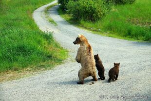 435 Holly and her 2 spring cubs 25 and 26 July 7, 2017 photo by Olatz Azcona Munárriz