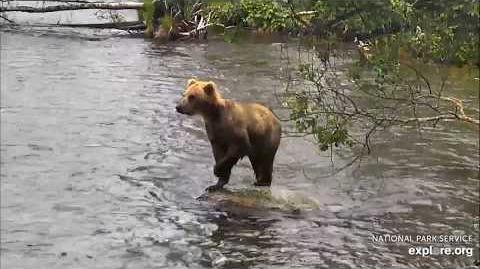 07.01.2018 - Subadult at the Falls by Brenda D