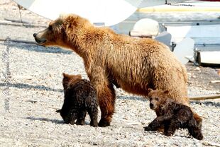 171 and her 2 spring cubs July 8, 2019 photo by Olatz Azcona Munárriz