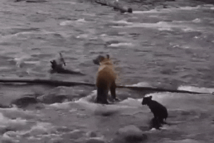 One of 26's cubs got carried away by the current and was lost. She and the other cub went searching in the riffles, but it was too late July 27, 2023 (RF) gif created by LunaCre (p 07/28/23 13:34)