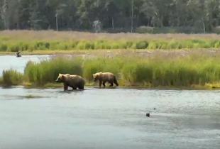 505 with 1 of 2 yearlings July 9, 2019 snapshot by Mazey from KLOC wiki page