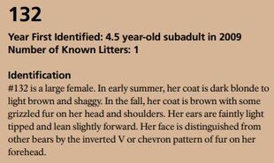 132's page of the 2018 Bears of Brooks River book page 42 ~ Identification section only