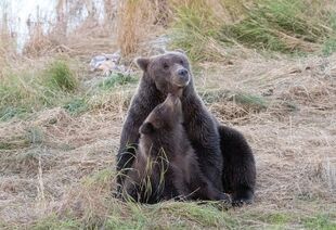 132 and spring cub September 14, 2018 photo by Lee Pastewka (aka RiverPA)