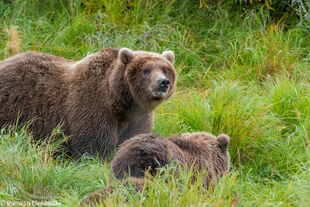 284 "Electra" and 2 spring cubs September 12-September 17, 2020 photo by ©Theresa Bielawski