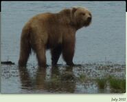 284 "Electra" 3.5 year old subadult July 2011