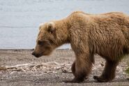 273 June 22, 2017 walking past the visitor center NPS photo by Ranger David Kopshever