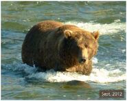 856 September 2012 NPS photo 2014 Bears of Brooks River book page 28