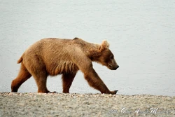 901 | Katmai Bearcams Wiki | Fandom