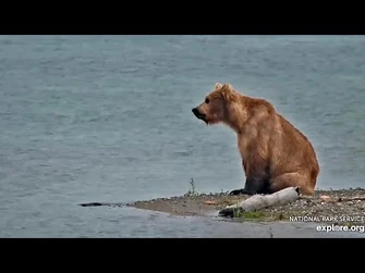 16_Jul_2023-_131_Sittin'_Pretty_on_the_Spit_(explore.org)