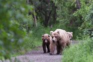 435 Holly with her two yearlings June 17, 2018 Ranger Russ' 13:47 comment (photo only)