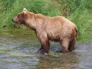 361 | Katmai Bearcams Wiki | Fandom