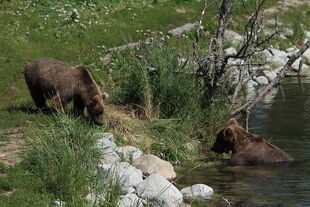 384 (left) and 208 (right) July 28, 2022 photo by Lori Hocking (aka Lovethebears1)