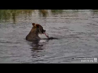 831_finding_lots_of_fish_River_Watch_cam_Explore.org_8-4-2022