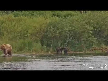 906_and_spring_cubs_River_Watch_cam_Explore.org_8-1-2022-2