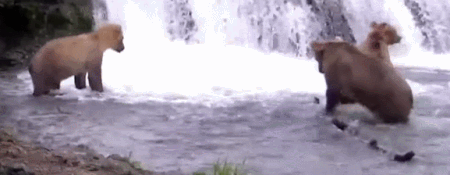 WHO YOUNG SUBADULT GIF 2022.07.13 435JR & WHO TRIPS OVER FALLEN TREE BLAIR-55 p 20.38