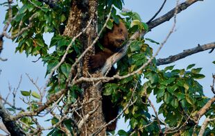 171's larger? spring cub July 8, 2019 photo by NWBearLove92