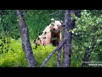 1_Jul_2023-_128_Waits_for_Next_Pulse_of_Fish_(explore.org)