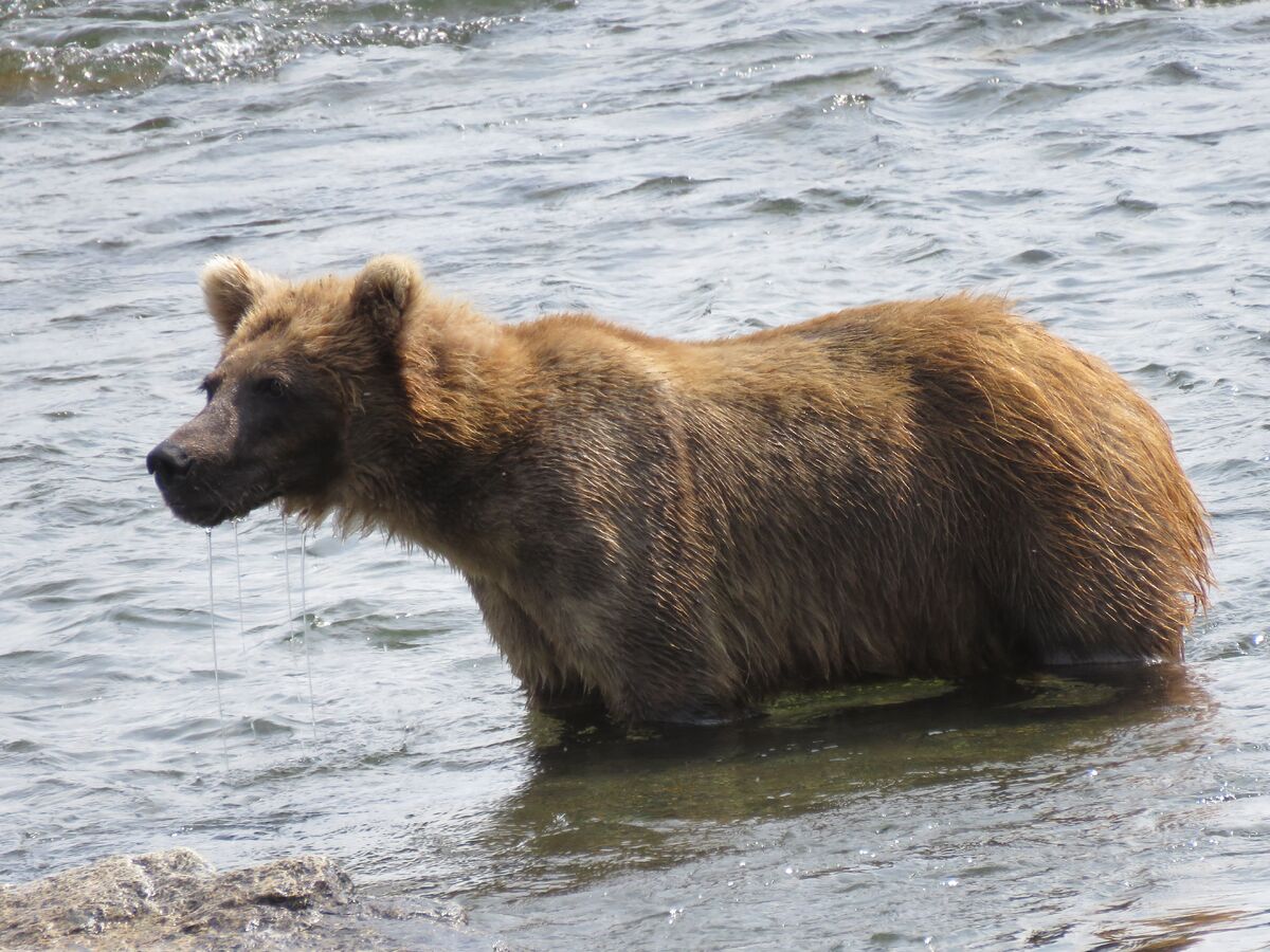 These bear cubs play fighting : r/aww