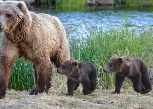 171 with her 2 spring cubs on July 2, 2019 at 22:37 photograph by Truman Everts (04)