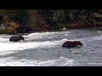 21_Sep_2023-_32_Makes_Two_Attempts_to_Eject_503_from_Falls_(explore.org)