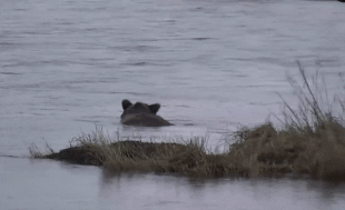 27 October 11, 2021 gif by pigscanfly .02