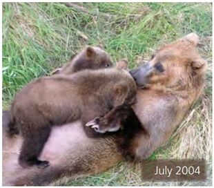 402 July 2004 nursing spring cubs NPS photo 2014 Bears of Brooks River book page 35