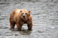 Unidentified bear observed by Melissa Freels on June 30, 2019 near Brooks Falls